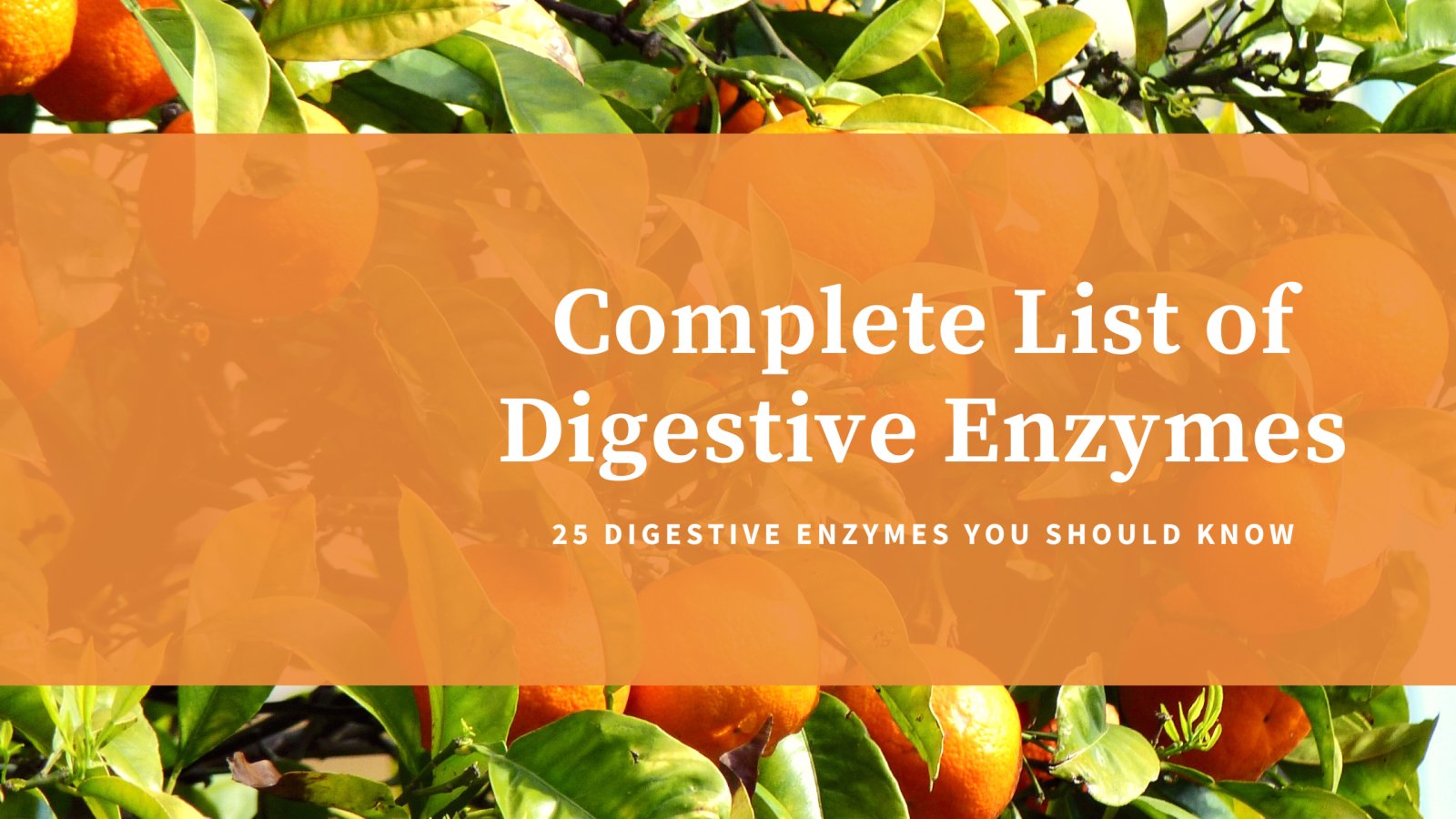 Complete List of Digestive Enzymes: A Closer Look - Wellvis Health Nutrition